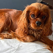 Ari a rejoint le concours — aidez-le/la à gagner de superbes lots ! animal, bed, brown, canine, cavalier_king_charles_spaniel, close_up, companion, cute, dog, ears, fur, indoor, laying_down, looking, pet, portrait, relaxed, snout, soft_light, whiskers
