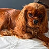 animal, bed, brown, canine, cavalier_king_charles_spaniel, close_up, companion, cute, dog, ears, fur, indoor, laying_down, looking, pet, portrait, relaxed, snout, soft_light, whiskers