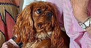Ari participe au concours pour gagner de l'argent avec cette photo : brown_dog, casual, closeup, companion, couch, dog, elderly_person, fabric, fur, hand, indoor, looking, person, pet, pillow, relaxing, sitting, striped_shirt, watch, white_couch