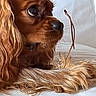 Ari participe au concours pour gagner de l'argent avec cette photo : animal, brown_fur, canine, close_up, companion, curious, dog, domestic_animal, focused, fur_texture, indoor, paw, pet, profile, snout, soft_light, still_life, wavy_fur, whiskers, white_background