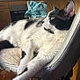 cat, black_and_white, lounging, chair, worn_out, fur, whiskers, ear, paw, domestic, indoor, kitchen, furniture, relaxed, side_view, animal, pet, mammal, resting, calm