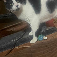 Nebula a rejoint le concours — aidez-le/la à gagner de superbes lots ! cat, black_and_white, pet, indoor, carpet, toy, cat_tree, feline, whiskers, alert, curious, fur, animal, playful, domestic, floor, household, closeup, side_view, standing