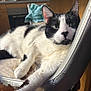 cat, black_and_white, chair, worn_out, indoor, pet, relaxed, feline, animal, home, fur, whiskers, ears, paws, looking, curious, cozy, kitchen, domestic, resting