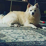 Aki participe au concours pour gagner de l'argent avec cette photo : dog, indoor, rug, fluffy, cream_color, pet, animal, relaxed, sunlight, floor, shelf, household_items, cozy, laying_down, ears, tail, paws, quiet, calm, domestic