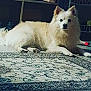 animal, calm, cozy, cream_color, dog, domestic, ears, floor, fluffy, household_items, indoor, laying_down, paws, pet, quiet, relaxed, rug, shelf, sunlight, tail