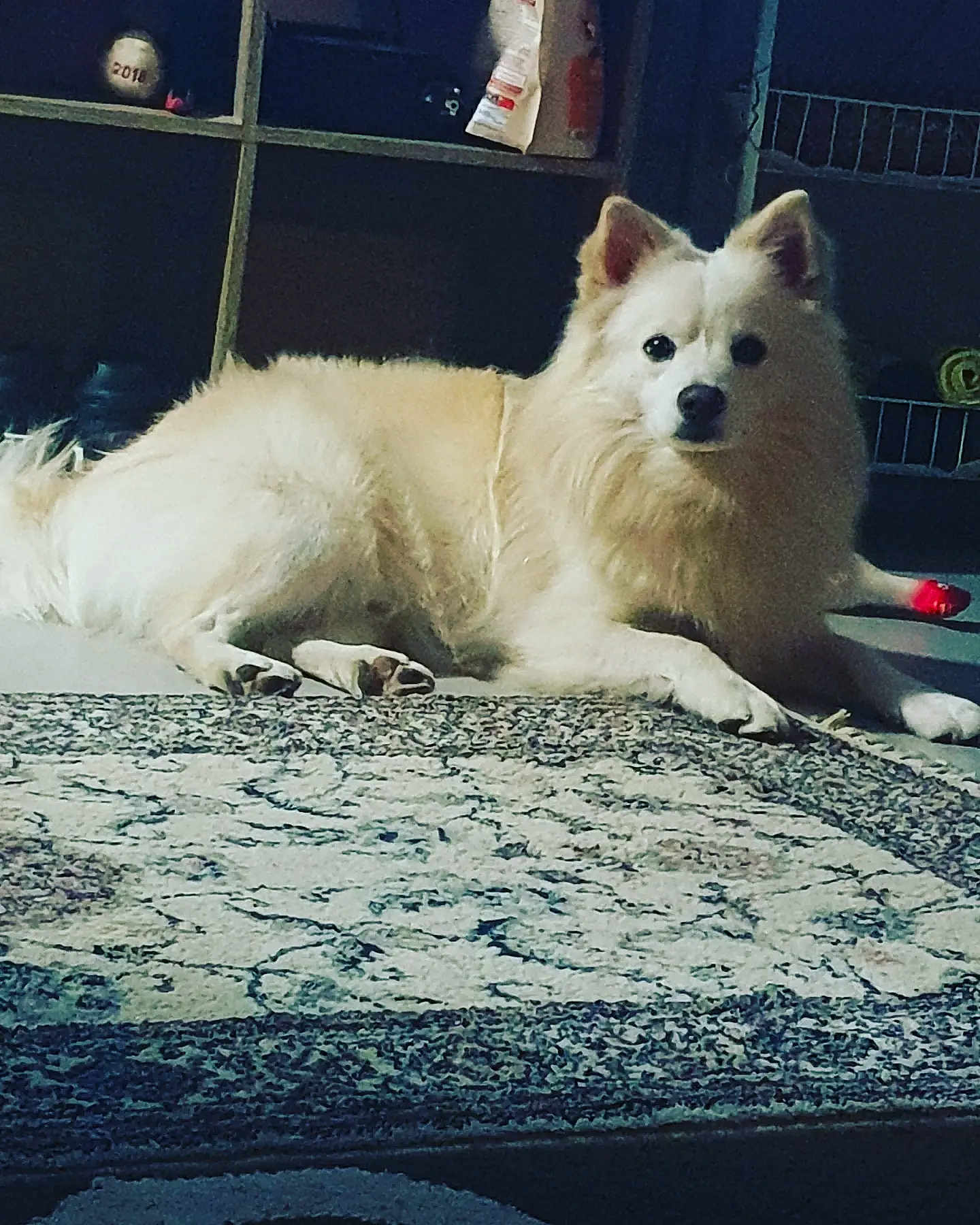 Aki participe au concours pour gagner de l'argent avec cette photo : dog, indoor, rug, fluffy, cream_color, pet, animal, relaxed, sunlight, floor, shelf, household_items, cozy, laying_down, ears, tail, paws, quiet, calm, domestic
