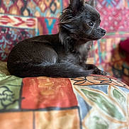 Victoria a rejoint le concours — aidez-le/la à gagner de superbes lots ! animal, black_dog, colorful_background, colorful_cushion, cozy, cushion, cute, dog, fluffy_fur, furniture, home, indoor, patchwork, patterned_cushion, pet, portrait, relaxed, side_view, sitting, small_dog