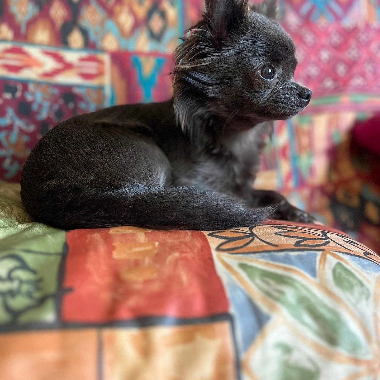 Victoria a rejoint le concours — aidez-le/la à gagner de superbes lots ! animal, black_dog, colorful_background, colorful_cushion, cozy, cushion, cute, dog, fluffy_fur, furniture, home, indoor, patchwork, patterned_cushion, pet, portrait, relaxed, side_view, sitting, small_dog