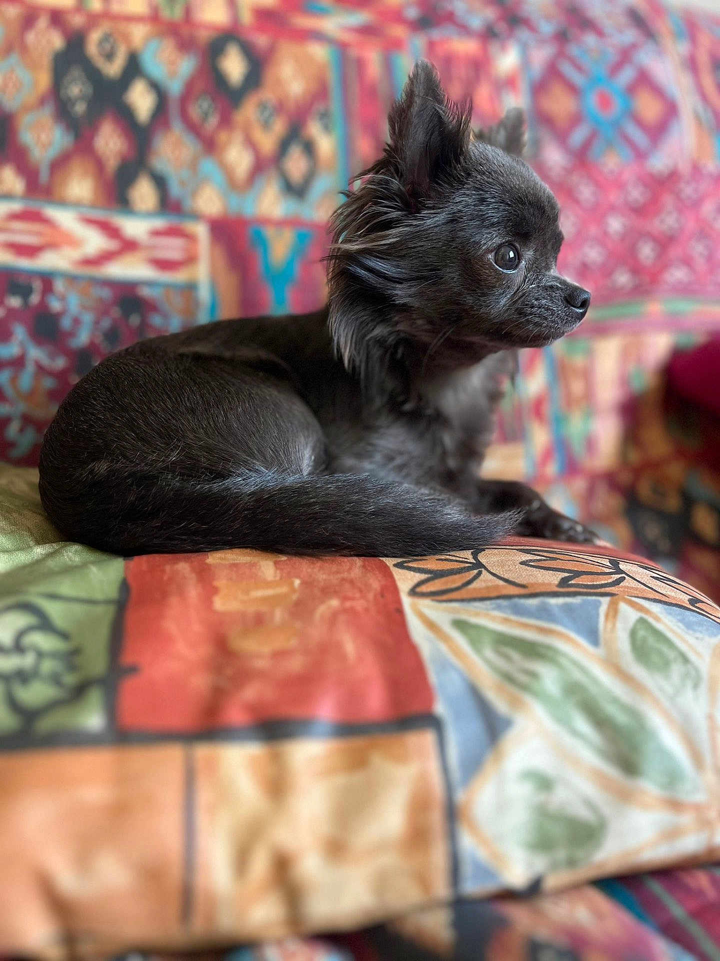 Victoria a rejoint le concours — aidez-le/la à gagner de superbes lots ! animal, black_dog, colorful_background, colorful_cushion, cozy, cushion, cute, dog, fluffy_fur, furniture, home, indoor, patchwork, patterned_cushion, pet, portrait, relaxed, side_view, sitting, small_dog
