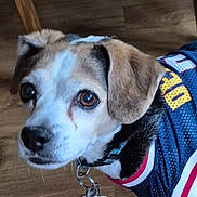 Elvis is registered to the contest to win money with this photo: animal, brown_eyes, canine, close_up, clothing, collar, cute, dog, domestic_animal, ears, friendly, fur, indoor, jersey, looking_up, pet, portrait, snout, tag, wooden_floor