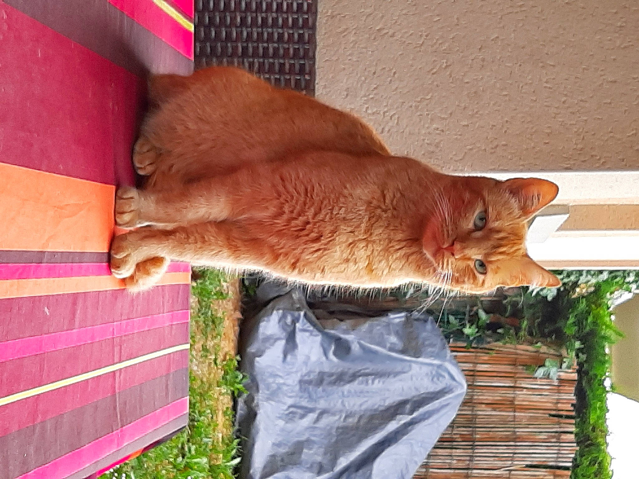 Nounou participe au concours pour gagner de l'argent avec cette photo : brick, brickwork, brown, canidae, carnivore, cat, fawn, felidae, fur, grass, liver, plant, small_to_medium_sized_cats, snout, sporting_group, tail, whiskers, wildlife, wood, wood_stain