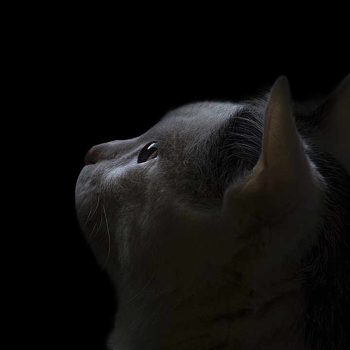 Bijou a rejoint le concours — aidez-le/la à gagner de superbes lots ! animal, black_background, calm, cat, close_up, dark, ears, eye_reflection, feline, fur, looking_up, low_light, mystery, pet, portrait, profile, quiet, side_view, soft_light, whiskers
