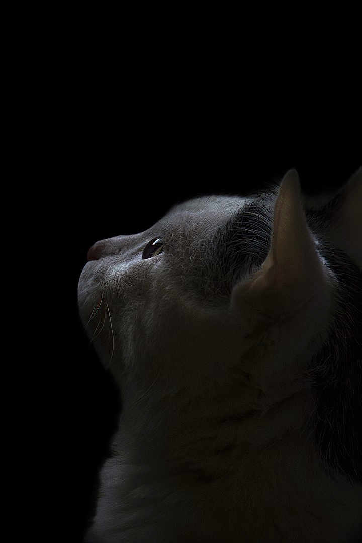 Bijou a rejoint le concours — aidez-le/la à gagner de superbes lots ! cat, profile, low_light, black_background, fur, whiskers, animal, pet, side_view, close_up, portrait, looking_up, dark, soft_light, mystery, quiet, calm, feline, ears, eye_reflection