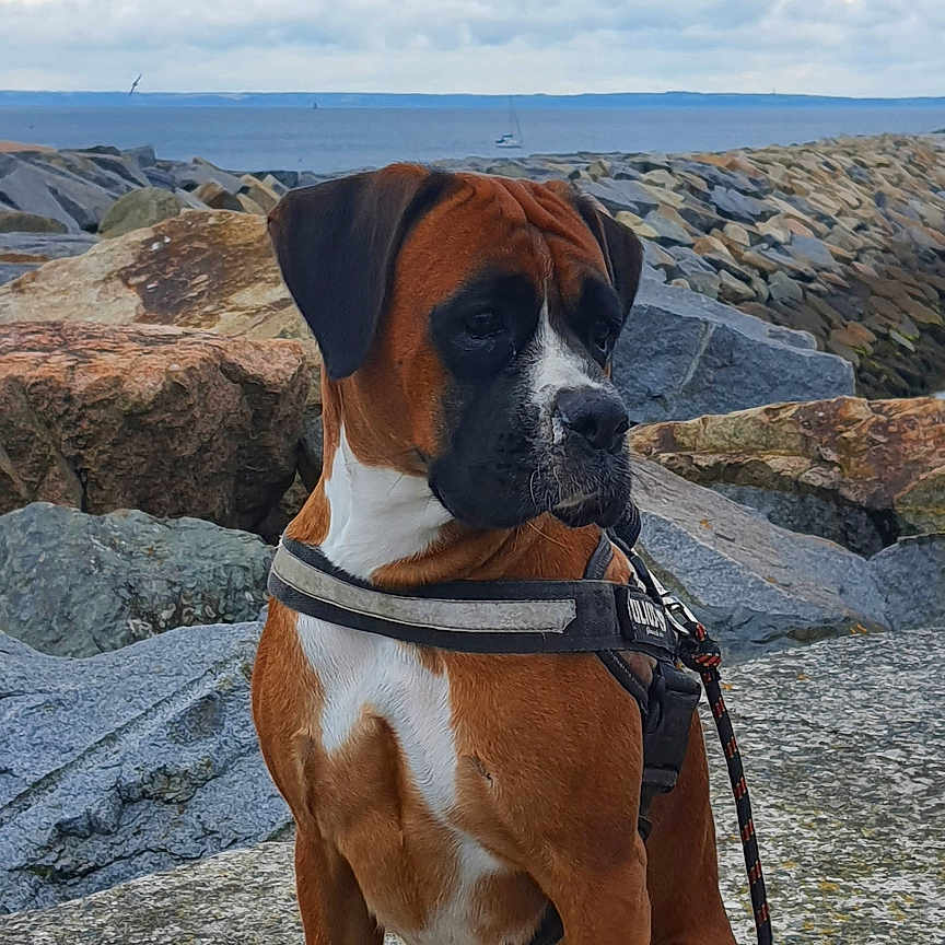 Perle a rejoint le concours — aidez-le/la à gagner de superbes lots ! animal, black, boxer, brown, calm, canine, cloudy_sky, daytime, dog, harness, landscape, leash, nature, outdoor, paws, pet, rocky_shore, sea, sitting, white