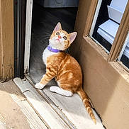Buddy joined the competition — help win amazing prizes! animal, cat, curious, cute, doorway, entrance, feline, indoor, kitten, orange_cat, outdoor, pet, purple_collar, sitting, striped_fur, tabby, tail, white_fur, window, wooden_door