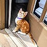 animal, cat, curious, cute, doorway, entrance, feline, indoor, kitten, orange_cat, outdoor, pet, purple_collar, sitting, striped_fur, tabby, tail, white_fur, window, wooden_door
