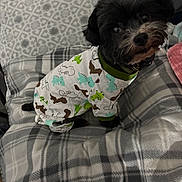 Ben Ben is registered to the contest to win money with this photo: dog, pet, clothing, onesie, dinosaur_pattern, black_dog, blanket, plaid, fabric, cozy, indoor, cute, small_dog, fur, animal, mammal, resting, comfort, soft, home