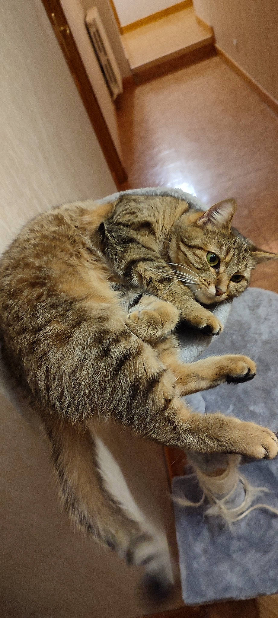 Scat a rejoint le concours — aidez-le/la à gagner de superbes lots ! carnivore, cat, claw, domestic_short_haired_cat, felidae, fur, mammal, paw, small_to_medium_sized_cats, tail, terrestrial_animal, vertebrate, whiskers, wildlife