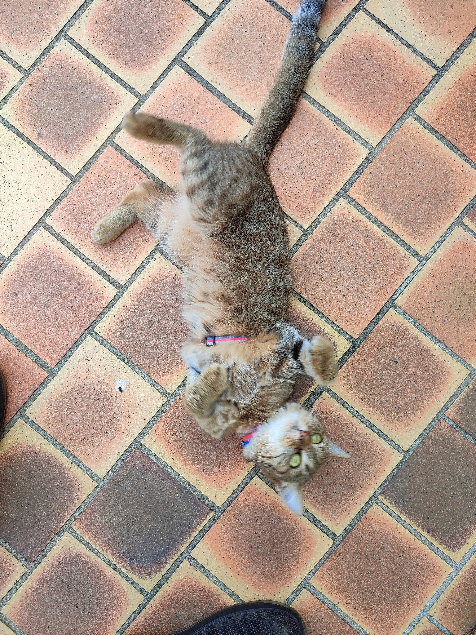 Scat a rejoint le concours — aidez-le/la à gagner de superbes lots ! animal_shelter, brick, brickwork, carnivore, cat, domestic_short_haired_cat, fawn, felidae, flooring, fur, grey, line, pattern, road_surface, small_to_medium_sized_cats, snout, tail, whiskers, wildlife, wood