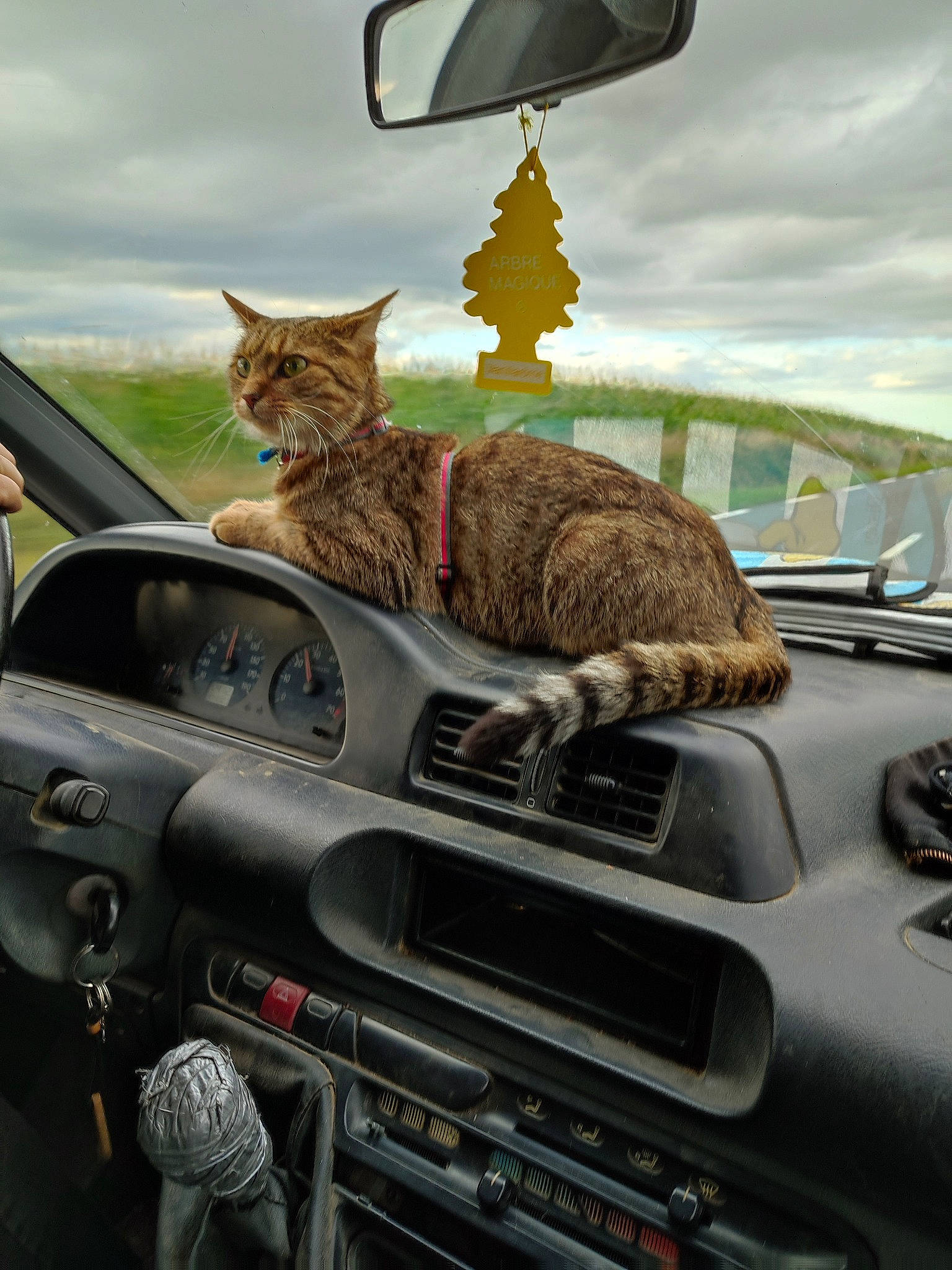 Scat participe au concours pour gagner de l'argent avec cette photo : automotive_design, automotive_exterior, automotive_lighting, automotive_mirror, automotive_tire, car, cat, cloud, grille, hood, light, mammal, mirror, mode_of_transport, motor_vehicle, photograph, sky, vehicle, vehicle_registration_plate, vertebrate