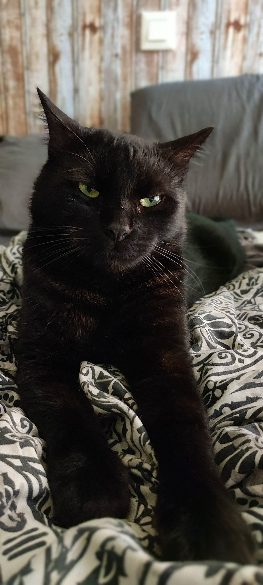 Lucy a rejoint le concours — aidez-le/la à gagner de superbes lots ! black_cat, bombay, carnivore, cat, claw, comfort, domestic_short_haired_cat, eye, felidae, fur, grey, monochrome, monochrome_photography, paw, sitting, small_to_medium_sized_cats, snout, tail, terrestrial_animal, whiskers