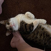 Daisy is registered to the contest to win money with this photo: cat, tabby_cat, pet, playful, carpet, brown_carpet, foot, human_leg, indoor, resting, curious, feline, whiskers, paw, fur, animal, companion, relaxed, cute, domestic_animal