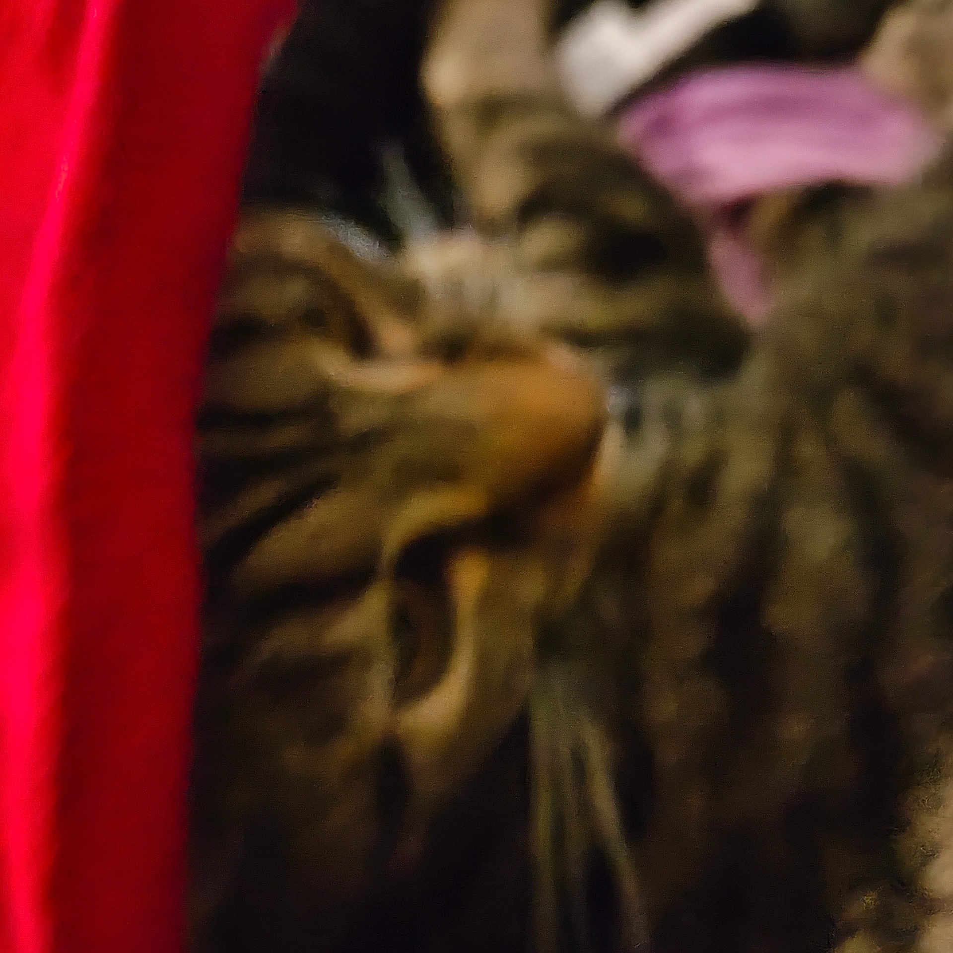Dixie