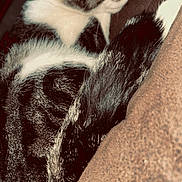 Milō is registered to the contest to win money with this photo: cat, tabby, fur, sleeping, tail, pet, animal, cozy, blanket, indoor, closeup, resting, cute, whiskers, mammal, domestic, warm, relaxed, feline, nap