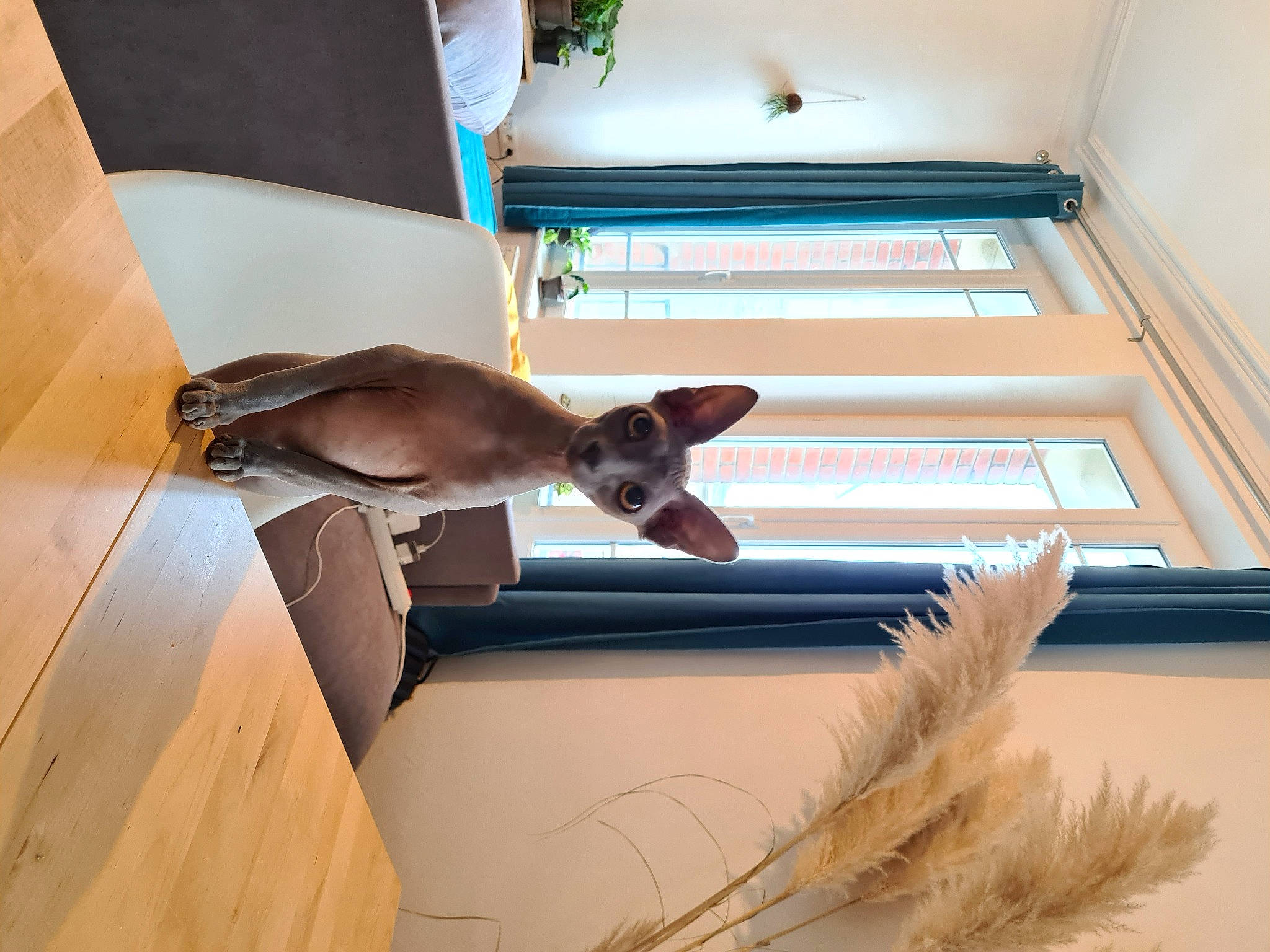 Seya a rejoint le concours — aidez-le/la à gagner de superbes lots ! building, canidae, carnivore, ceiling, companion_dog, dog, dog_breed, fawn, felidae, flooring, fur, hardwood, houseplant, room, small_to_medium_sized_cats, sporting_group, stairs, tail, whiskers, wood