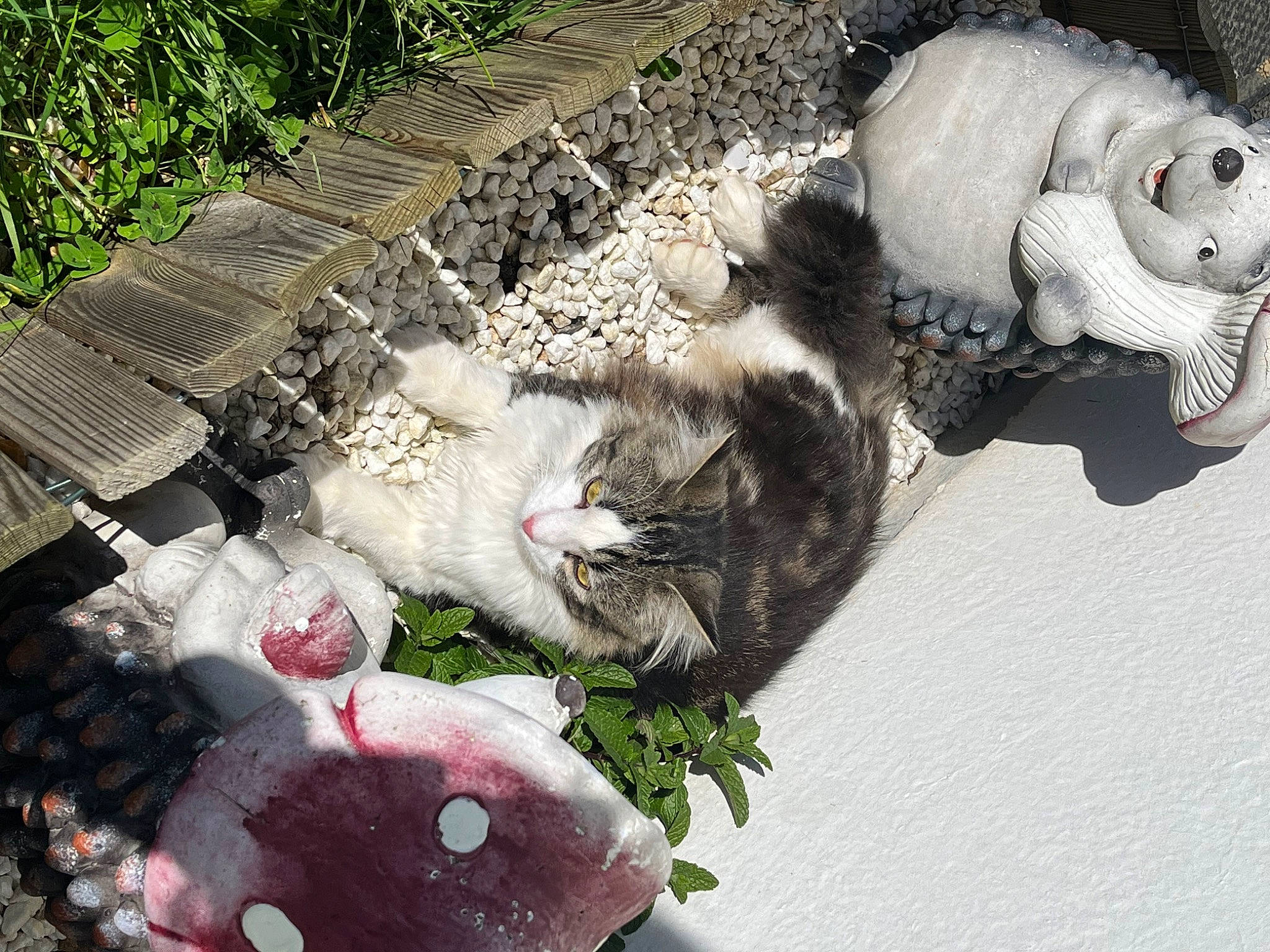 Ponpon a rejoint le concours — aidez-le/la à gagner de superbes lots ! concrete, felidae, fur, grass, petal, plant, sidewalk, small_to_medium_sized_cats, tail, terrestrial_animal, toy