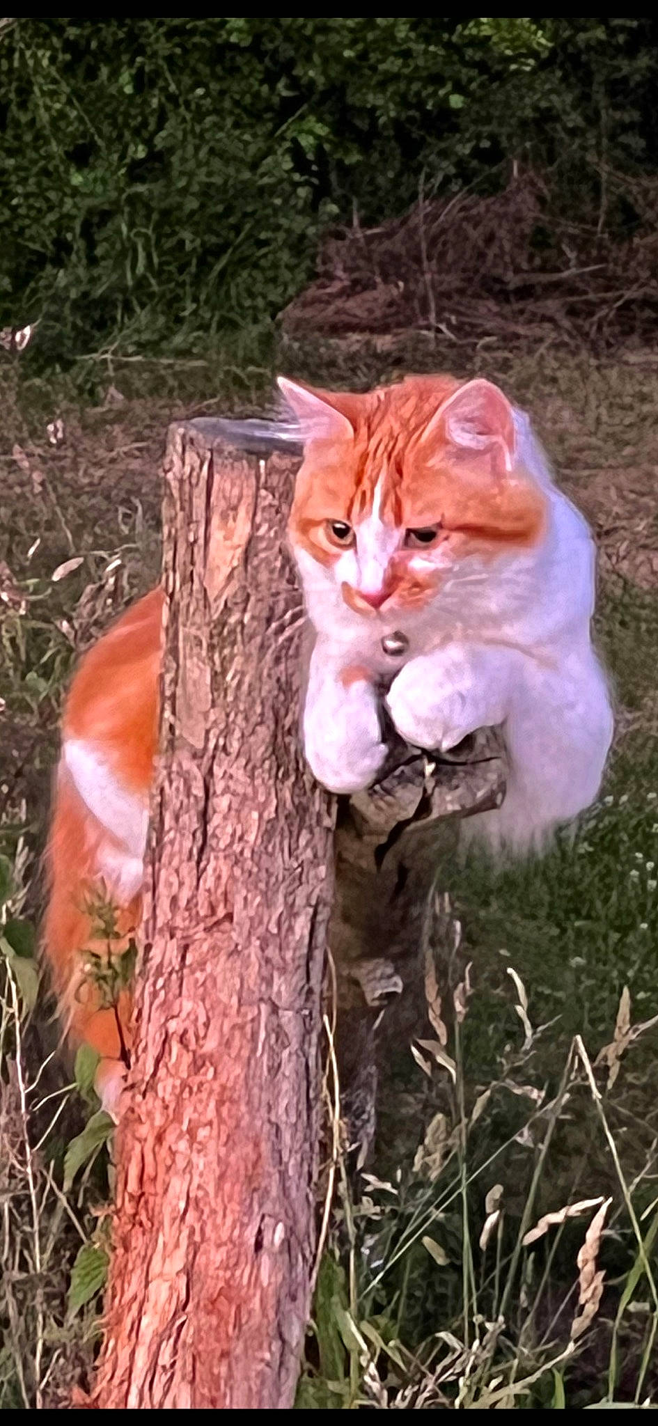 Crotte participe au concours pour gagner de l'argent avec cette photo : carnivore, cat, domestic_short_haired_cat, fawn, felidae, fur, gesture, grass, groundcover, plant, sitting, small_to_medium_sized_cats, snout, tail, terrestrial_animal, tree, trunk, whiskers, wildlife, wood