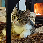 Amande participe au concours pour gagner de l'argent avec cette photo : cat, tabby, firewood, fireplace, indoor, cozy, wood, stove, pet, animal, fur, paw, relaxed, warm, curious, mammal, house, domestic, resting, background