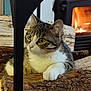 cat, tabby, firewood, fireplace, indoor, cozy, wood, stove, pet, animal, fur, paw, relaxed, warm, curious, mammal, house, domestic, resting, background