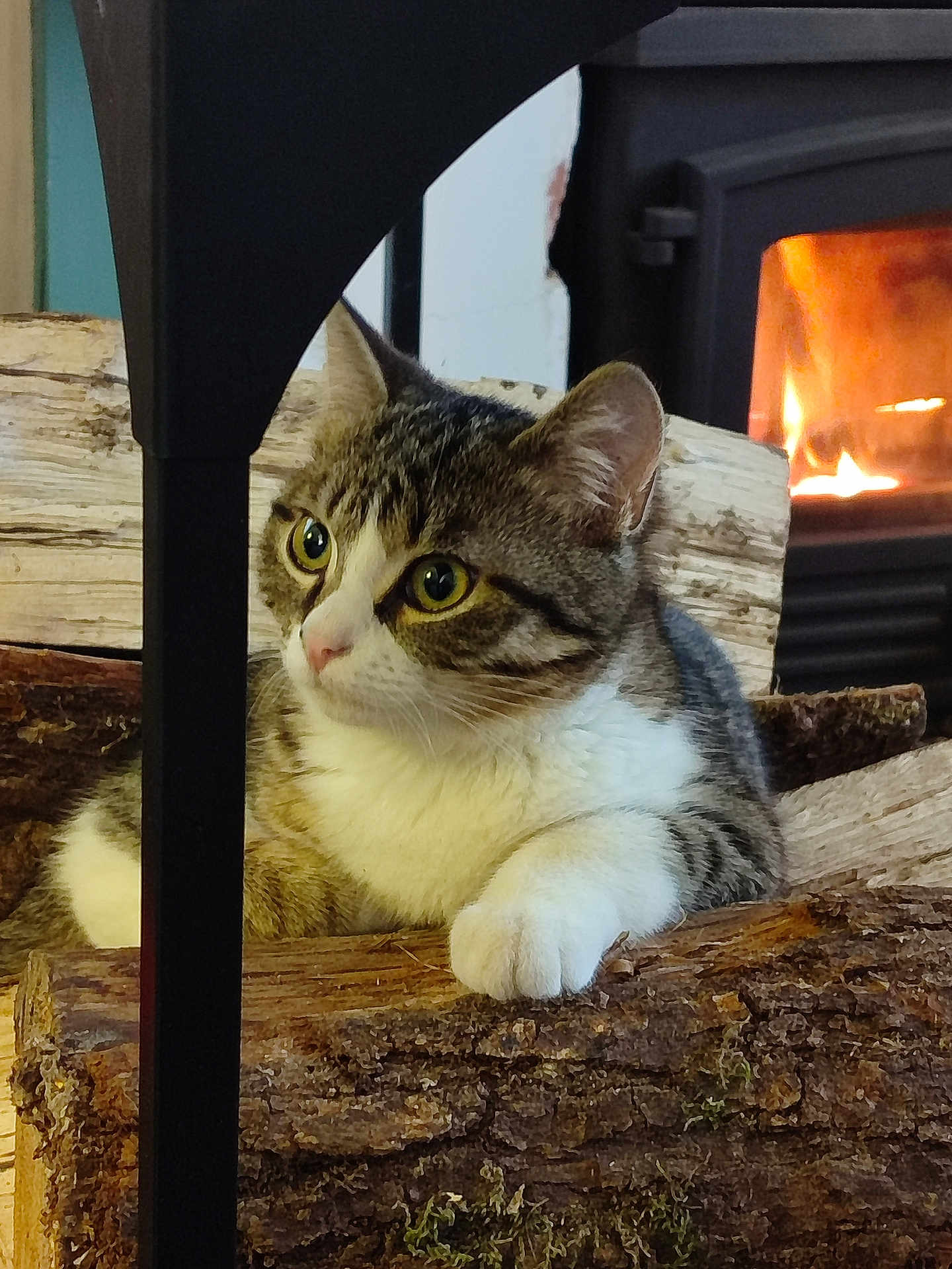 Amande participe au concours pour gagner de l'argent avec cette photo : cat, tabby, firewood, fireplace, indoor, cozy, wood, stove, pet, animal, fur, paw, relaxed, warm, curious, mammal, house, domestic, resting, background