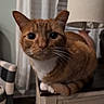Chase is registered to the contest to win money with this photo: cat, orange_cat, indoor, furniture, lamp, curtains, whiskers, close_up, pet, animal, domestic_cat, cute, tabby, sitting, face, eyes, table, home, cozy