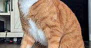 Chase is registered to the contest to win money with this photo: cat, orange_tabby, white_paws, white_chest, pet, indoor, wooden_floor, furniture, curious, animal, domestic_cat, whiskers, ears, eyes, sitting, floor, home, closeup, mammal, cute