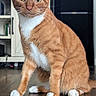 cat, orange_tabby, white_paws, white_chest, pet, indoor, wooden_floor, furniture, curious, animal, domestic_cat, whiskers, ears, eyes, sitting, floor, home, closeup, mammal, cute