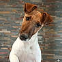 Aston participe au concours pour gagner de l'argent avec cette photo : dog, pet, animal, canine, head_tilt, curious, brown, white, ears, portrait, indoor, brick_wall, cute, looking_at_camera, friendly, domestic_animal, mammal, closeup, fur, expression