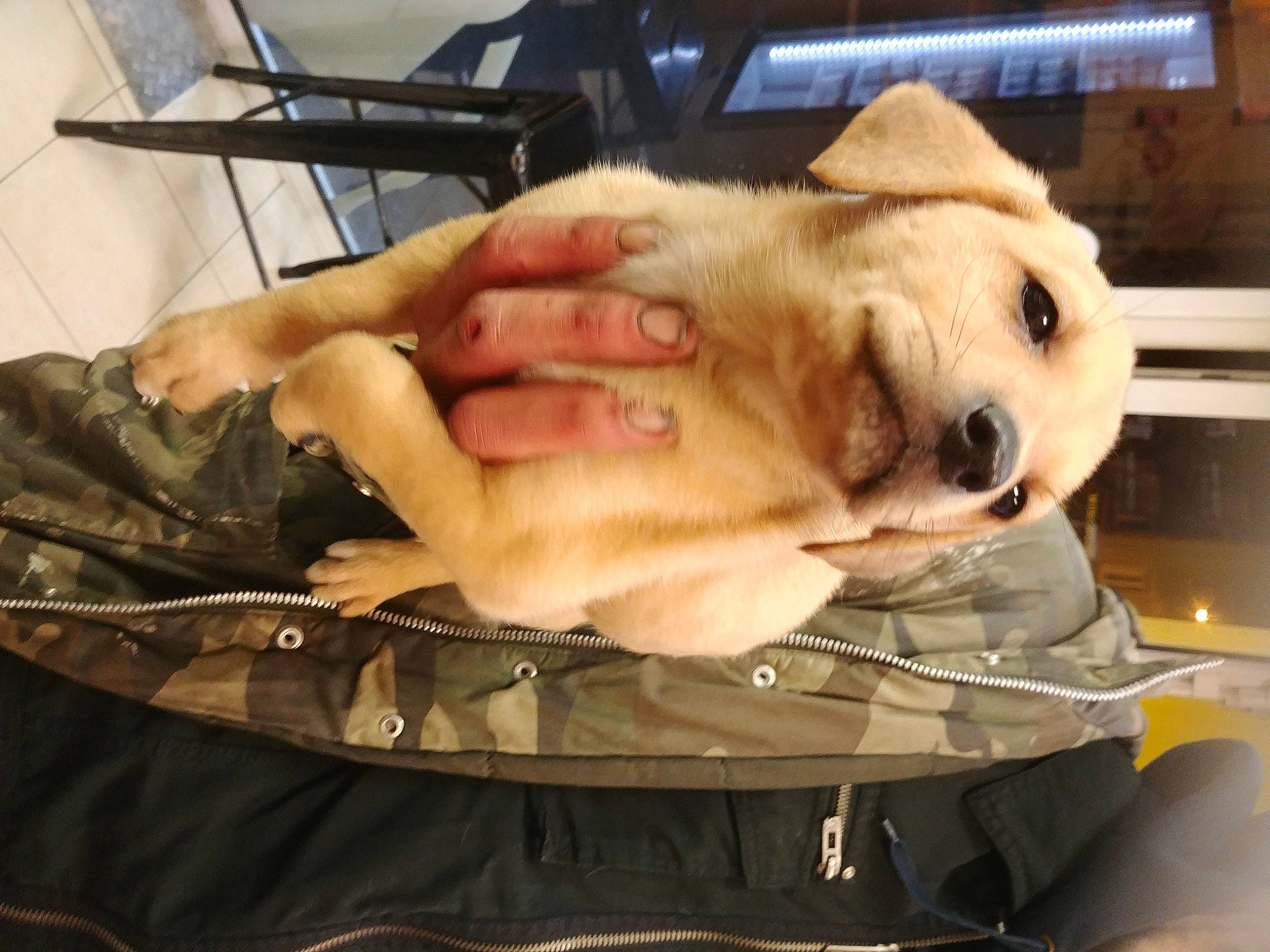 Hina a rejoint le concours — aidez-le/la à gagner de superbes lots ! carnivore, chair, comfort, companion_dog, dog, dog_breed, fawn, fur, gesture, hand, nail, paw, puppy_love, selfie, snout, stuffed_toy, toy_dog, whiskers, working_animal, wrist