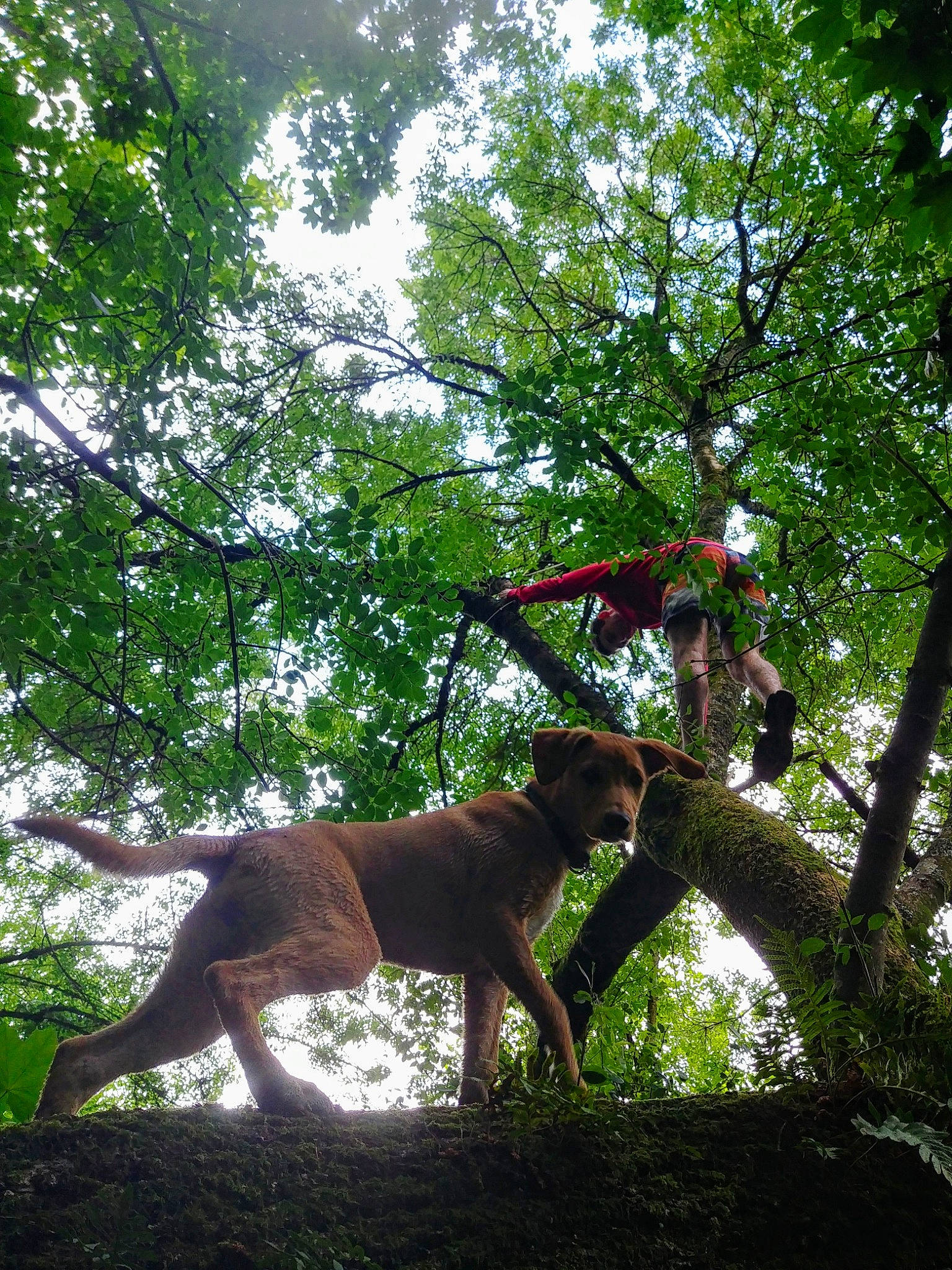 Hina a rejoint le concours — aidez-le/la à gagner de superbes lots ! carnivore, deciduous, dog, fawn, forest, grass, jungle, natural_environment, people_in_nature, plant, sky, tail, temperate_broadleaf_and_mixed_forest, terrestrial_animal, terrestrial_plant, tints_and_shades, tree, trunk, twig, wood