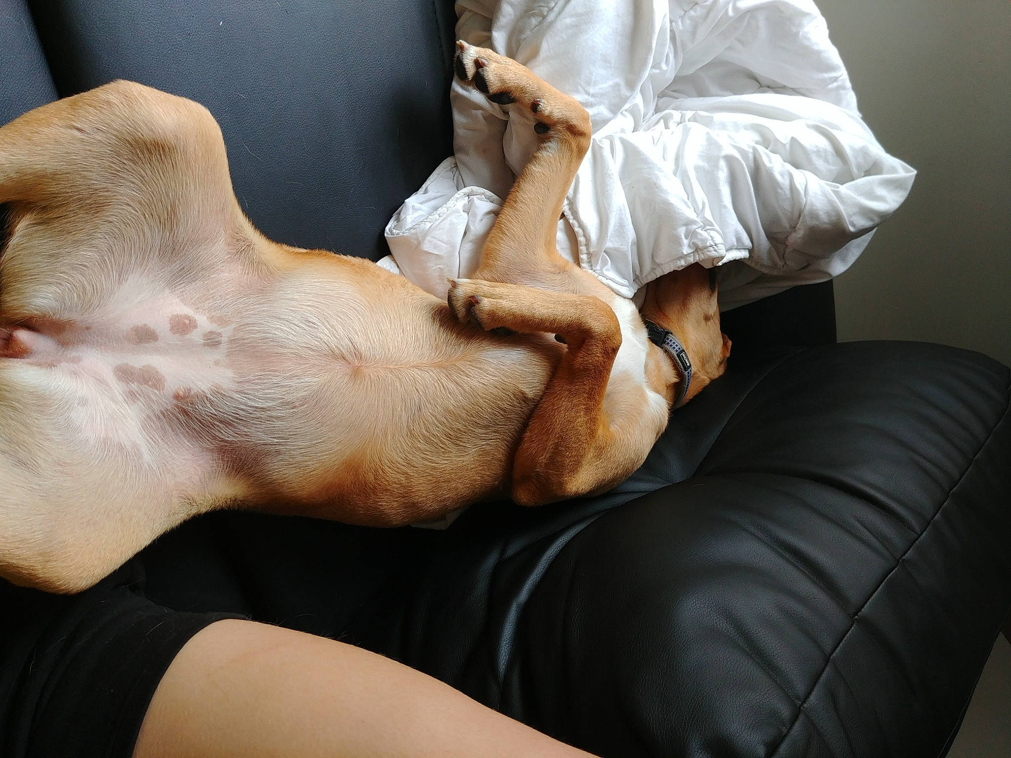 Hina a rejoint le concours — aidez-le/la à gagner de superbes lots ! abdomen, bed, carnivore, chest, comfort, companion_dog, dog, dog_breed, fawn, foot, gesture, human_leg, knee, leg, linens, sculpture, thigh, trunk, wood, wrist