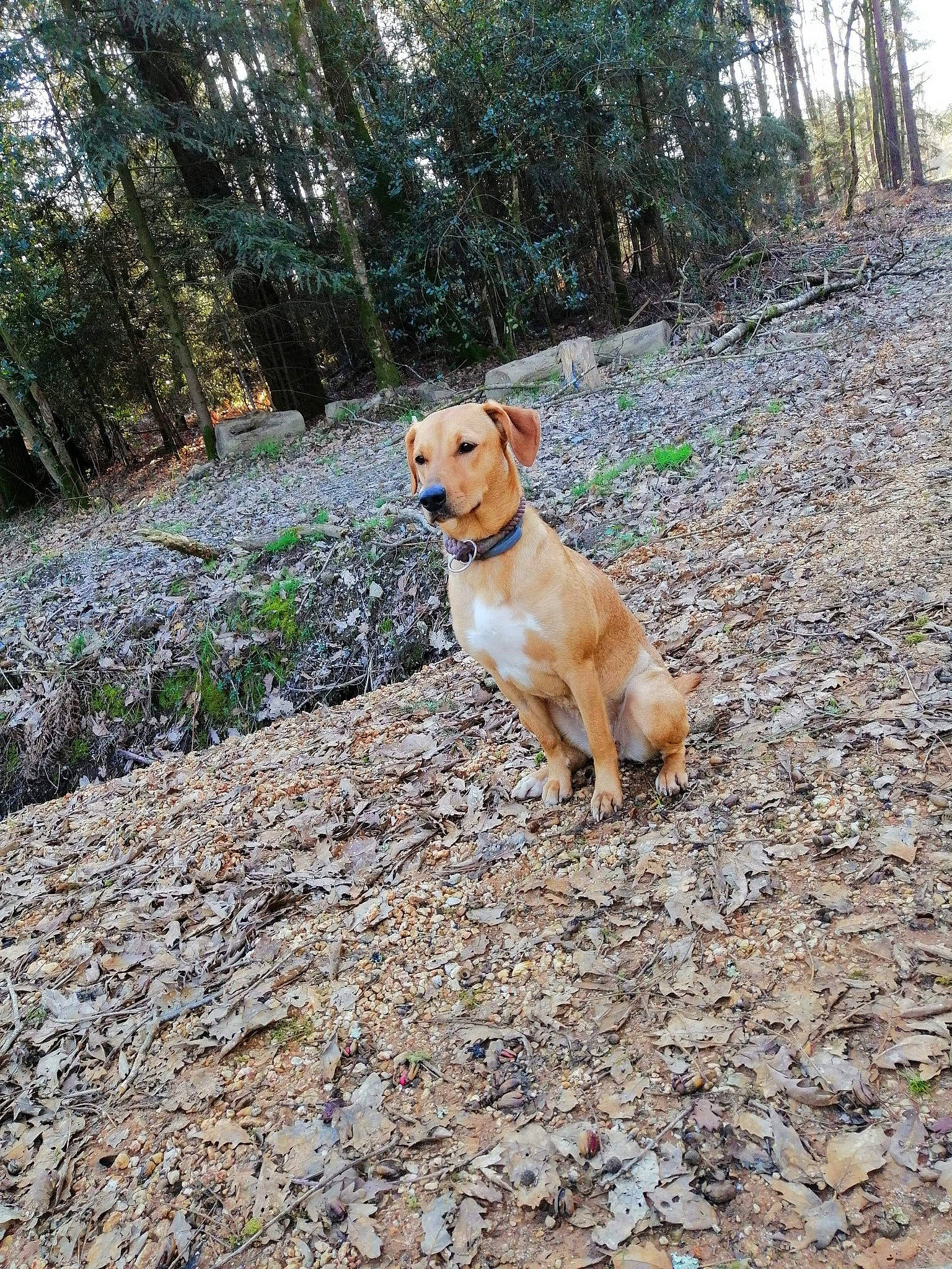 Hina a rejoint le concours — aidez-le/la à gagner de superbes lots ! canidae, carnivore, companion_dog, dog, dog_breed, fawn, forest, grass, landscape, leash, plant, retriever, rock, soil, tail, trail, tree, walking, wood, woodland