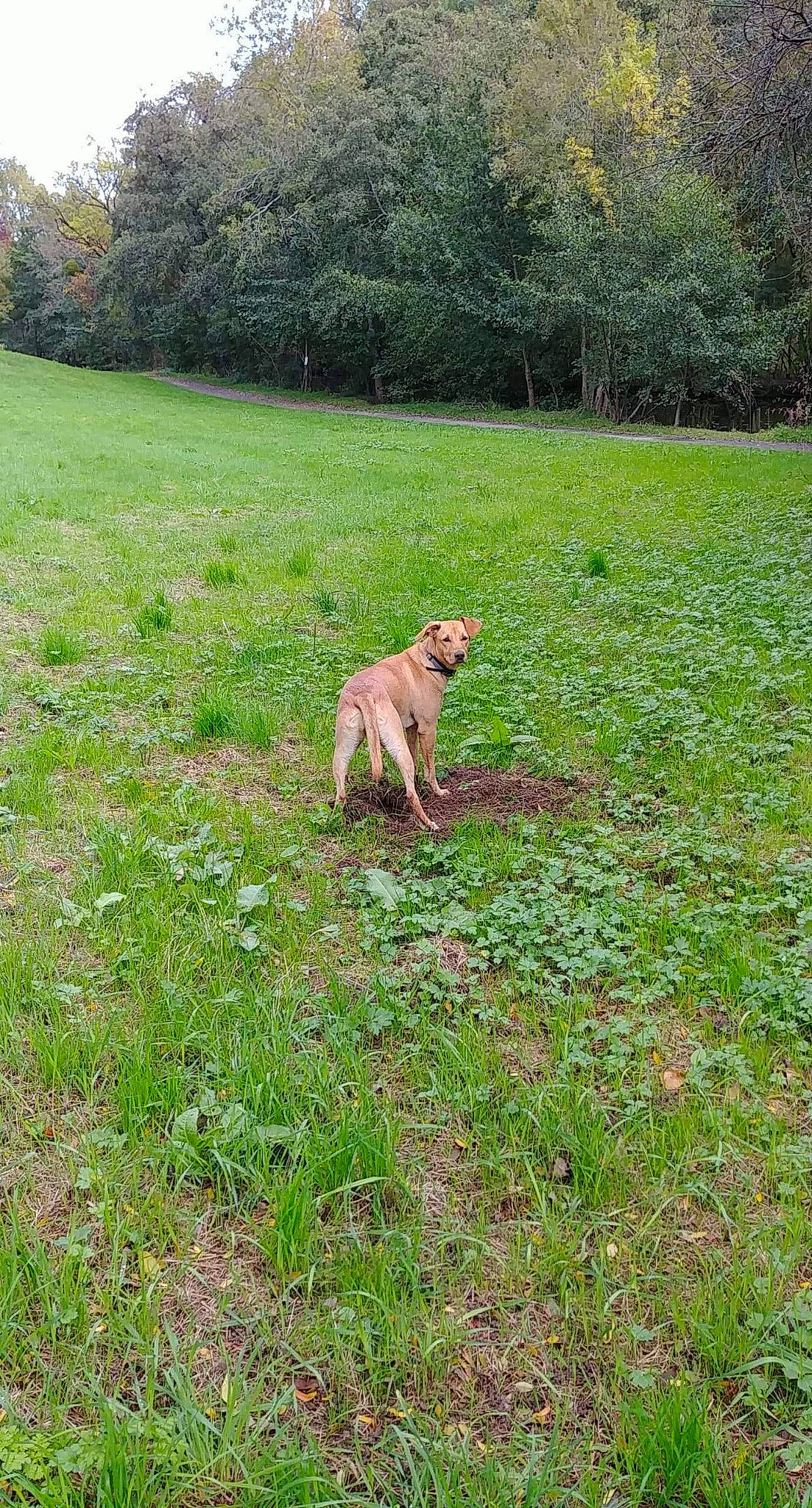 Hina participe au concours pour gagner de l'argent avec cette photo : carnivore, companion_dog, dog, dog_breed, fawn, grass, grass_family, grassland, groundcover, landscape, lawn, meadow, people_in_nature, plant, prairie, shrub, sporting_group, tail, tree, working_animal