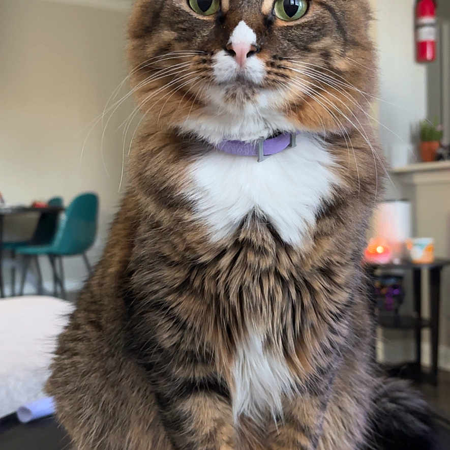 Lucy joined the competition — help win amazing prizes! abyssinian, animal, architecture, building, cat, couch, diningtable, furniture, hardwood, indoors, interiordesign, kitten, livingroom, manx, pet, plywood, room, shelf, table, wood