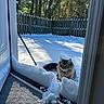 Benny is registered to the contest to win money with this photo: animal, carpet, cat, cold, curious, daytime, doorway, fence, fluffy, nature, outdoor, pet, residential, shadow, snow, sunlight, threshold, tree, winter, wooden_fence