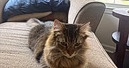 Benny joined the competition — help win amazing prizes! animal, blinds, calm, cat, couch, cozy, domestic, feline, fur, furniture, home, indoor, living_room, mammal, pet, pillow, relaxing, resting, tabby_cat, window