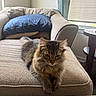 animal, blinds, calm, cat, couch, cozy, domestic, feline, fur, furniture, home, indoor, living_room, mammal, pet, pillow, relaxing, resting, tabby_cat, window