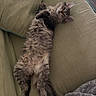 cat, tabby, fluffy, relaxed, couch, green_couch, indoor, pet, animal, feline, resting, stretched_out, fur, whiskers, ears, tail, blanket, cozy, domestic, cute