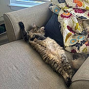 Benny joined the competition — help win amazing prizes! animal, blanket, blinds, cat, couch, cozy, fluffy, fur, furniture, home, indoor, living_room, paw, pet, quilt, relaxed, resting, stretching, tabby, window