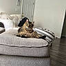 Benny joined the competition — help win amazing prizes! animal, armchair, cat, cozy, cushion, cute, door, floor, fluffy, furniture, home, indoor, living_room, ottoman, pet, relaxed, sitting, striped, tabby, wood_flooring